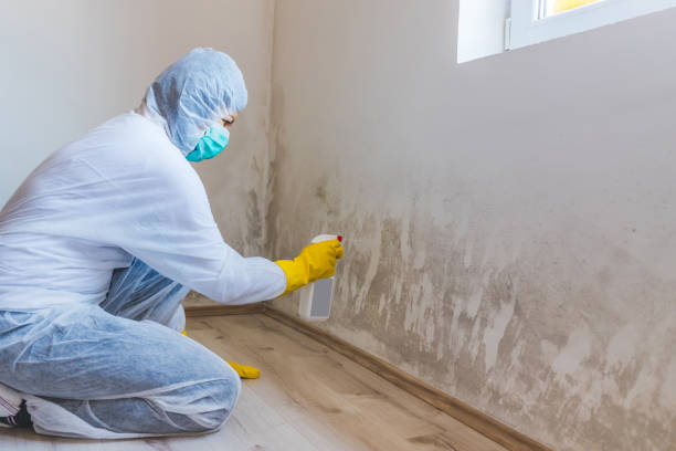 Licensed Mold Remediation service in Lorton, VA - WQB Mold Removal
